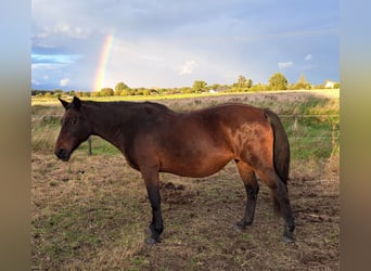 El poni de silla polaco Mestizo, Yegua, 12 años, 151 cm, Castaño