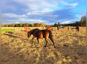 El poni de silla polaco Mestizo, Yegua, 12 años, 151 cm, Castaño