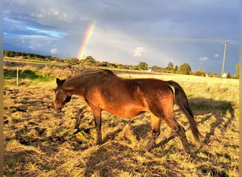 El poni de silla polaco Mestizo, Yegua, 12 años, 151 cm, Castaño