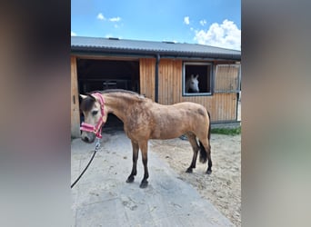 El poni de silla polaco, Yegua, 13 años, 123 cm