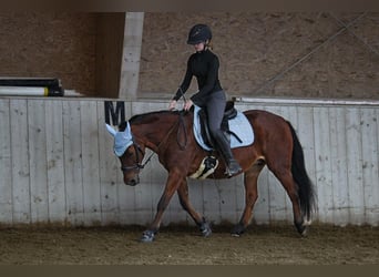 El poni de silla polaco, Yegua, 14 años, 136 cm, Castaño