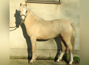 El poni de silla polaco, Yegua, 1 año, 130 cm, Palomino