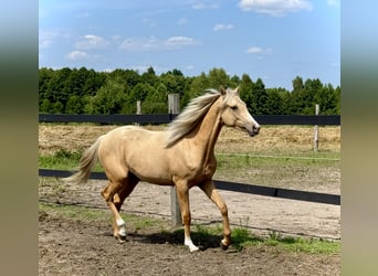 El poni de silla polaco, Yegua, 1 año, 146 cm, Palomino