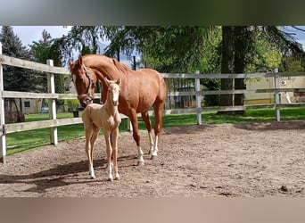 El poni de silla polaco, Yegua, 1 año, 146 cm, Palomino