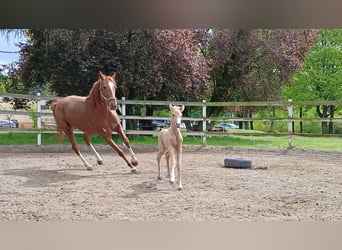 El poni de silla polaco, Yegua, 1 año, 146 cm, Palomino