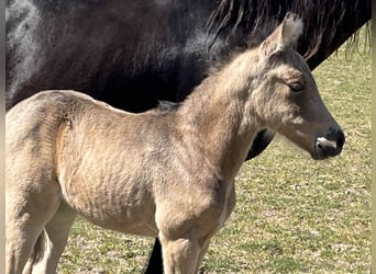 El poni de silla polaco, Yegua, 1 año, 148 cm, Buckskin/Bayo