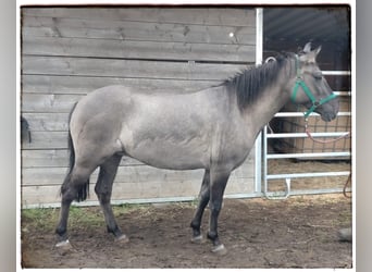 El poni de silla polaco, Yegua, 3 años, 142 cm, Bayo