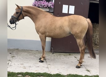 El poni de silla polaco, Yegua, 3 años, 143 cm, Alazán