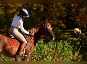El poni de silla polaco, Yegua, 3 años, 145 cm, Alazán-tostado