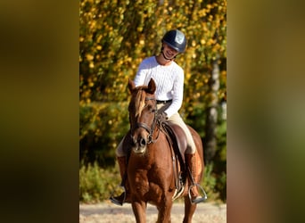 El poni de silla polaco, Yegua, 3 años, 145 cm, Alazán-tostado