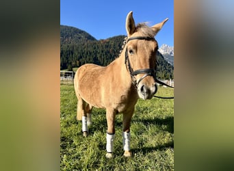 El poni de silla polaco Mestizo, Yegua, 4 años, 135 cm, Bayo
