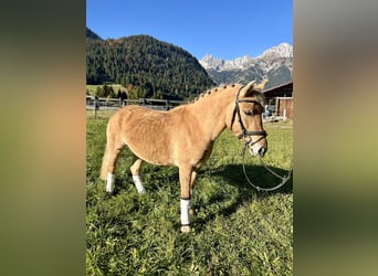 El poni de silla polaco Mestizo, Yegua, 4 años, 135 cm, Bayo