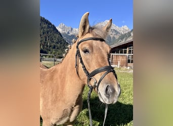 El poni de silla polaco Mestizo, Yegua, 4 años, 135 cm, Bayo