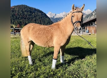 El poni de silla polaco Mestizo, Yegua, 4 años, 135 cm, Bayo