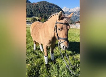 El poni de silla polaco Mestizo, Yegua, 4 años, 135 cm, Bayo