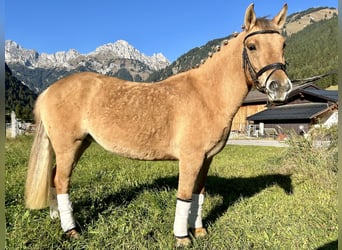 El poni de silla polaco Mestizo, Yegua, 4 años, 135 cm, Bayo