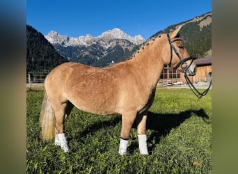 El poni de silla polaco Mestizo, Yegua, 4 años, 135 cm, Bayo