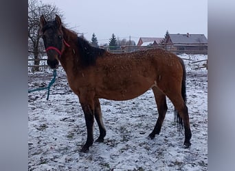 El poni de silla polaco, Yegua, 4 años, 143 cm, Castaño
