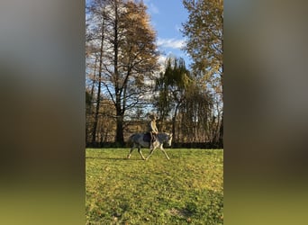 El poni de silla polaco Mestizo, Yegua, 4 años, 146 cm, Tordo