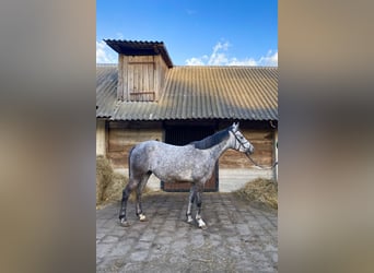 El poni de silla polaco Mestizo, Yegua, 4 años, 146 cm, Tordo