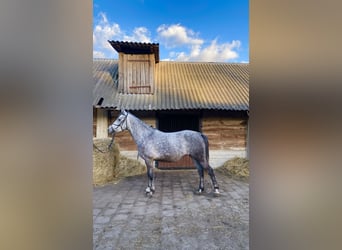 El poni de silla polaco Mestizo, Yegua, 4 años, 146 cm, Tordo