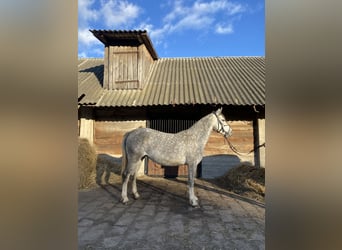 El poni de silla polaco Mestizo, Yegua, 4 años, 146 cm, Tordo