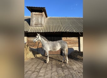 El poni de silla polaco Mestizo, Yegua, 4 años, 146 cm, Tordo