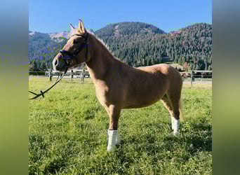 El poni de silla polaco Mestizo, Yegua, 5 años, 135 cm, Bayo
