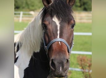 El poni de silla polaco, Yegua, 5 años, 135 cm, Pío
