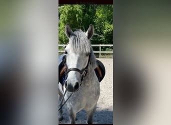 El poni de silla polaco, Yegua, 6 años, 135 cm, Tordo