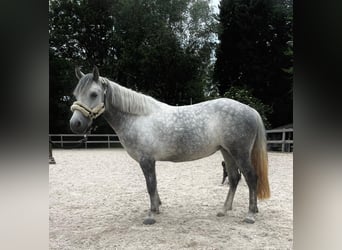 El poni de silla polaco, Yegua, 6 años, 135 cm, Tordo