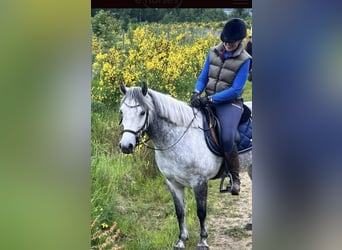 El poni de silla polaco, Yegua, 6 años, 135 cm, Tordo