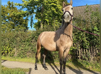 El poni de silla polaco, Yegua, 6 años, 137 cm, Tordo