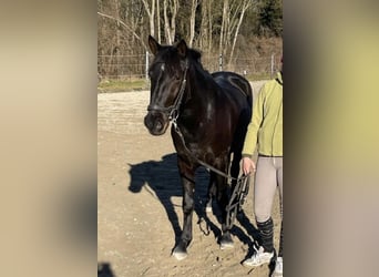 El poni de silla polaco, Yegua, 6 años, 143 cm, Negro