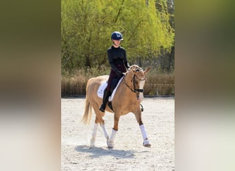 El poni de silla polaco, Yegua, 6 años, 145 cm, Palomino