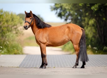 El poni de silla polaco Mestizo, Yegua, 7 años, 128 cm, Castaño