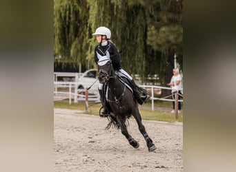 El poni de silla polaco, Yegua, 8 años, 140 cm, Negro