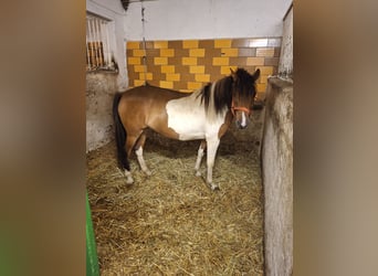 El poni de silla polaco, Yegua, 8 años, 142 cm, Pío