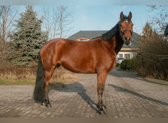 El poni de silla polaco, Yegua, 8 años, 145 cm, Castaño rojizo