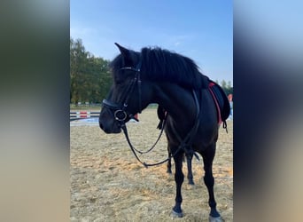 El poni de silla polaco, Yegua, 8 años, 145 cm, Negro