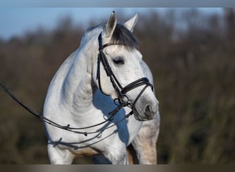 El poni de silla polaco Mestizo, Yegua, 9 años, 144 cm, Tordo