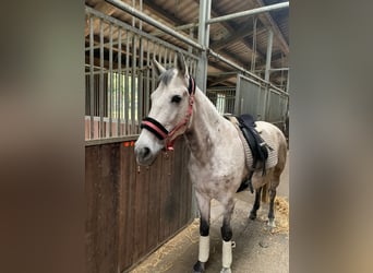 El poni de silla polaco, Yegua, 9 años, 148 cm, Tordo