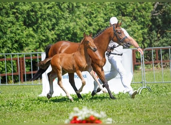 El poni de silla polaco, Yegua, Potro (05/2024), 145 cm, Castaño