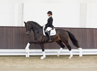 Westfaliano, Semental, 5 años, 169 cm, Castaño oscuro