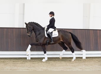 Westfaliano, Stallone, 7 Anni, 169 cm, Baio scuro