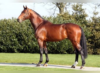Belgian Warmblood, Stallion, 20 years, 17.1 hh, Brown