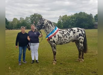 Knabstrup, Stallion, 17 years, 15,1 hh, Leopard-Piebald