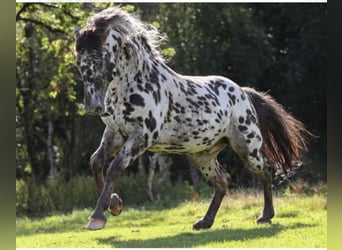 Knabstrup, Stallion, 17 years, 15,1 hh, Leopard-Piebald