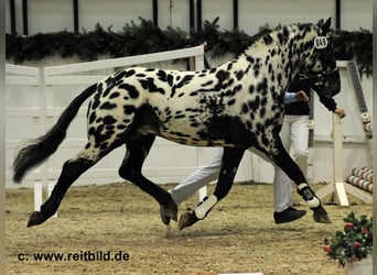 Knabstrupper, Hengst, 15 Jahre, 157 cm, Tigerschecke