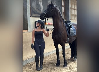 Emma such Reitbeteiligung